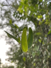 Smilax campestris