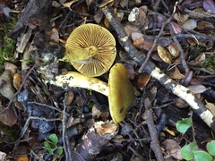 Cortinarius alienatus