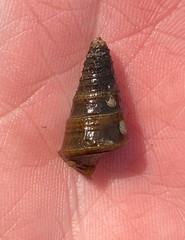 Pleurocera pyrenella