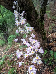 Dendrobium amoenum