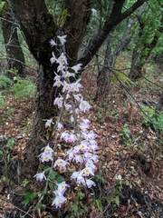 Dendrobium amoenum