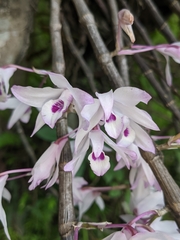 Dendrobium transparens
