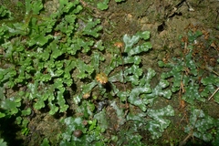 Marchantia foliacea