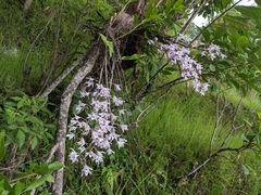 Dendrobium transparens