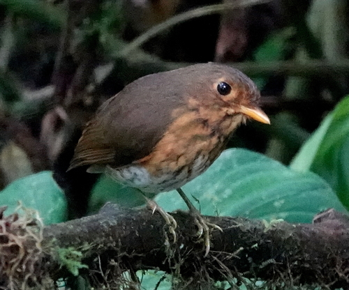 Ochre-breasted Antpitta (Grallaricula flavirostris)