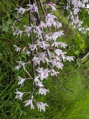 Dendrobium transparens