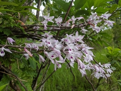 Dendrobium transparens