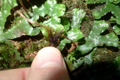 Marchantia foliacea