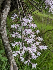 Dendrobium transparens
