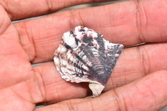 Pinctada imbricata