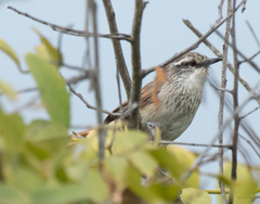 Synallaxis stictothorax