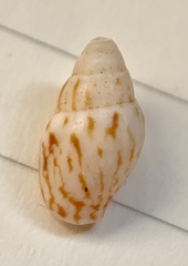 Mitrella aurantiaca