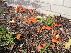Leratiomyces ceres