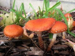 Leratiomyces ceres