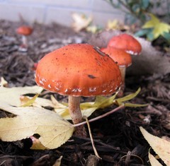 Leratiomyces ceres