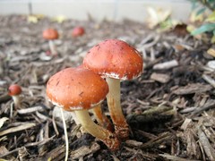 Leratiomyces ceres