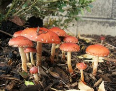 Leratiomyces ceres