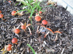 Leratiomyces ceres