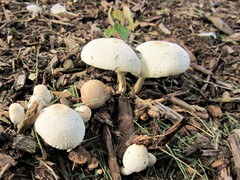 Leucocoprinus cepistipes
