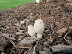 Leucocoprinus cepistipes
