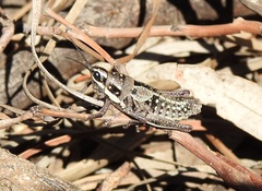 Monistria pustulifera