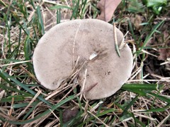 Melanoleuca brevipes