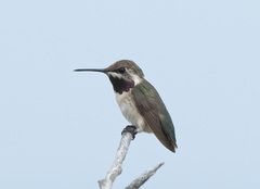 Short-Tailed Woodstar photo 1