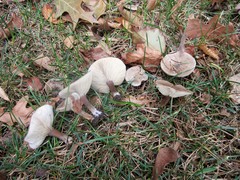 Melanoleuca brevipes