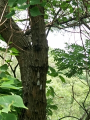 Pyrops watanabei