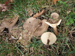 Melanoleuca brevipes