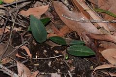 Cryptostylis leptochila