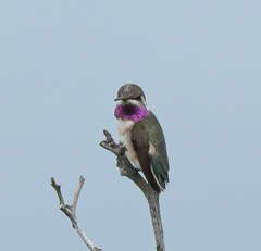 Short-Tailed Woodstar photo 2