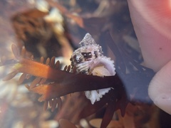 Paciocinebrina circumtexta