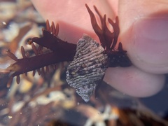 Paciocinebrina circumtexta