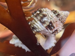 Paciocinebrina circumtexta