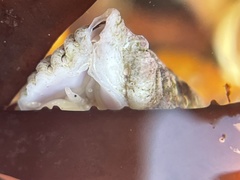 Paciocinebrina circumtexta