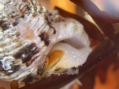 Paciocinebrina circumtexta