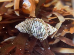 Paciocinebrina circumtexta
