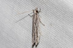 Hermenias rivulifera