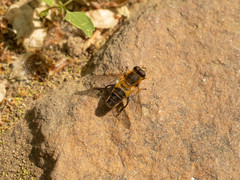 Helophilus eristaloidea