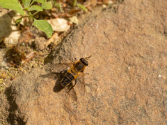 Helophilus eristaloidea