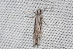 Hermenias rivulifera