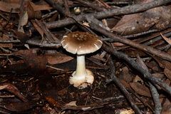Amanita ochrophylloides