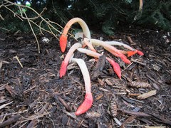 Phallus rugulosus