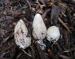 Phallus rugulosus