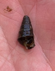 Pleurocera pyrenella