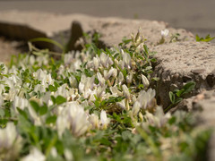 Astragalus scaberrimus