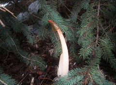 Phallus rugulosus