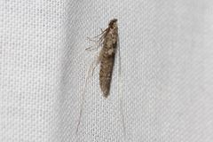 Ceromitia iolampra