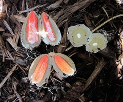 Phallus rugulosus